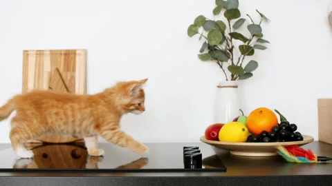 Ginger kitten playing on the kitchen table. The cat sneaks up, hunt. Stock Footage 157181506