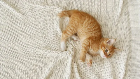 Ginger kitten is playing on a white bed in slow motion. Cat looking at the Stock-Footage 157369019