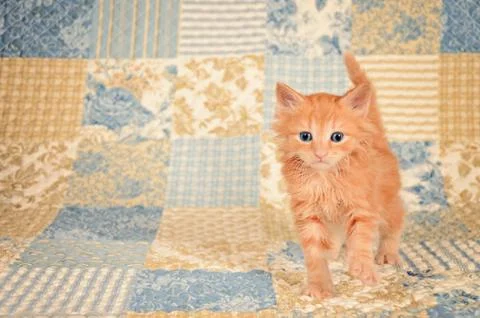 Ginger kitten on quilted background Foto stock