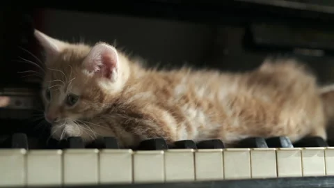 Ginger Kitten Resting on Piano Keys, Curious Cat and Music Concept Stock Footage 340182288