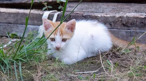 Ginger kitten resting quietly, soft backyard pet portrait. Stock Photos