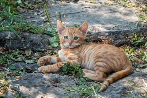 Ginger Kitten Resting on Stone Path Stock Photos