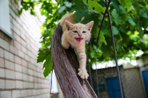 Ginger kitten screams meows with open mouth on a wooden branch. Frisky Kitt.. Stock Photos
