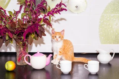 A ginger kitten sits on a kitchen worktop, next to a vase of flowers and croc Stock Photos
