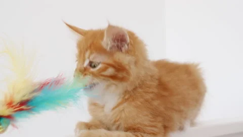 Ginger Kitten sitting, playing on isolated white background. Cat watching Stock Footage 161541882