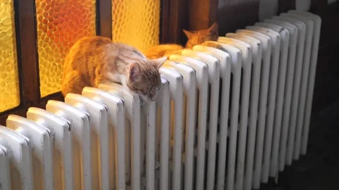 Ginger kitten sleeping on warm radiator indoors during winter time in cozy .. Stock Footage 333031669
