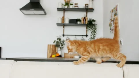 Ginger Kitten sneaks on a white sofa against the background of the kitchen. Cat Stock Footage 156892158