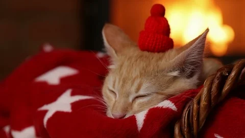 Ginger kitten waiting for santa - lying with sleepy eyes at the fireplace Video stock 103648134