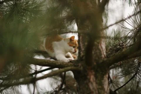 Ginger kitten walk on a pine tree in the garden Фото