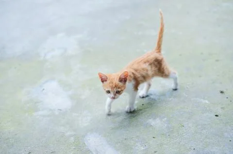 Ginger kitten walking on a road Stockfoto's