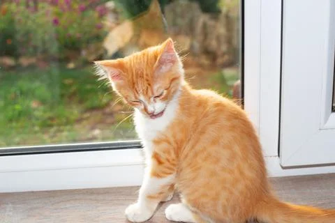 The ginger kitten washes while sitting on the windowsill. Feeding pets 写真素材