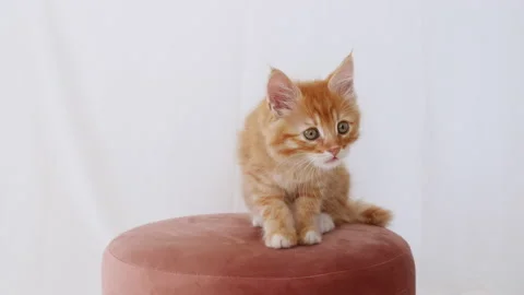Ginger Kitten Watching Sitting on a Pink pouf. Cat Show. Concept of Adorable Cat Stock Footage 156892099