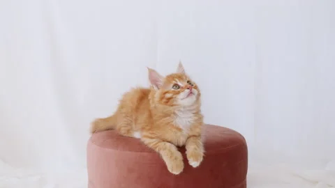Ginger Kitten Watching Sitting on a Pink pouf. Cat Show. Concept of Adorable Cat Stock Footage 158773685