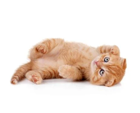 Ginger kitten on a white background Foto stock