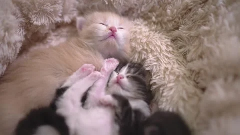 The ginger kitten woke up and stretched its paws Stock Footage 253057186