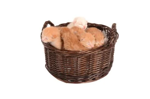 Ginger kittens in a basket Stock Photos