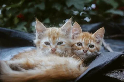 Ginger kittens sleep Stock Photos