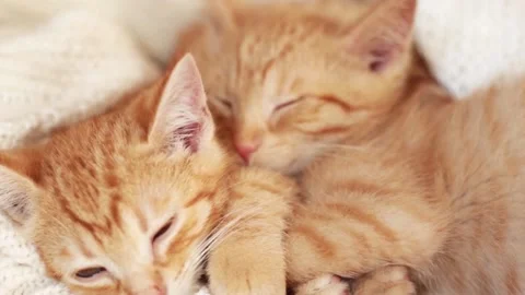 Ginger kittens sleeping on a knitted white blanket. Two cats hugging. Stock Footage 137936972