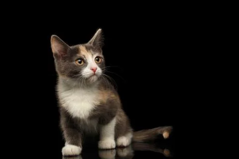 Ginger kitty on isolated black background Foto stock