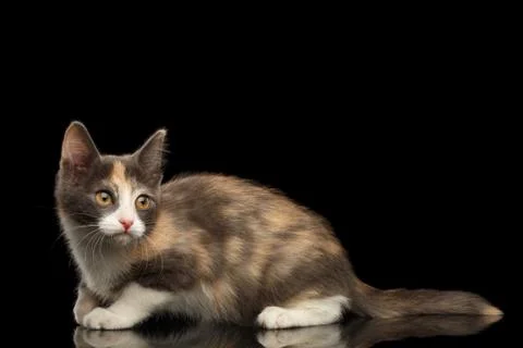 Ginger kitty on isolated black background Stock Photos