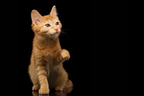Ginger kitty on isolated black background Stock Photos