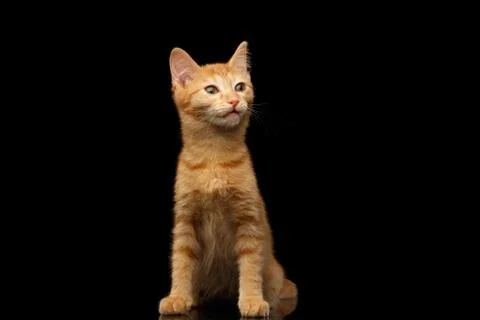 Ginger kitty on isolated black background Stock Photos