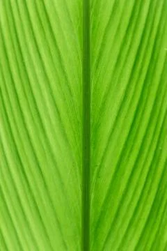 Ginger leaf 스톡 사진