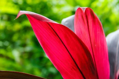 Ginger leaf Stock Photos