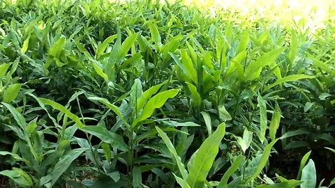 Ginger leafs and trees on ginger field Stock Footage 123514275