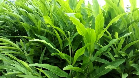 Ginger leafs on the ginger field Video stock 122561311