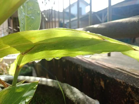 Ginger leaves Stock Photos