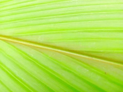 Ginger leaves Stock Photos