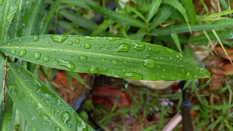 Ginger leaves when it rains 스톡 동영상 158862030