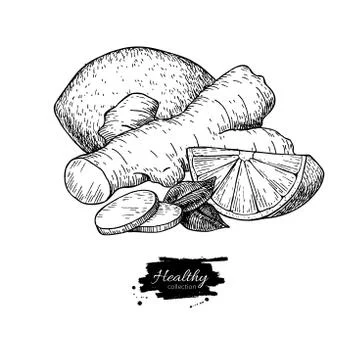 Ginger, lemon and mint vector drawing. Root, hearb leaf and frui Stock Illustration