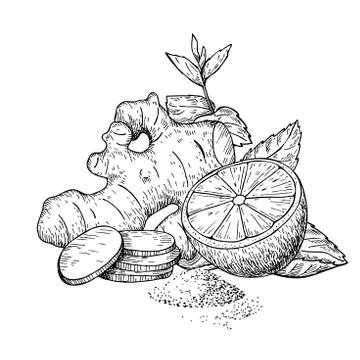 Ginger, lemon and mint vector drawing. Root, hearb leaf and frui Illustrazione stock
