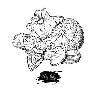 Ginger, lemon and mint vector drawing. Root, hearb leaf and frui Stock Illustration