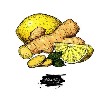 Ginger, lemon and mint vector drawing. Root, hearb leaf and fruit slice sketch. Illustrazione stock