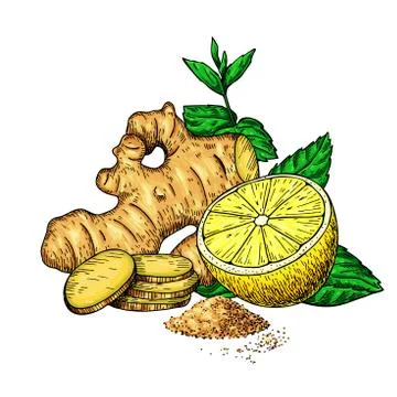 Ginger, lemon and mint vector drawing. Root, hearb leaf and fruit slice sketch Stock Illustration