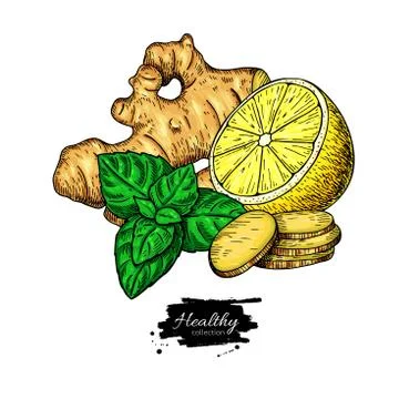 Ginger, lemon and mint vector drawing. Root, hearb leaf and fruit slice sketch. Stock Illustration