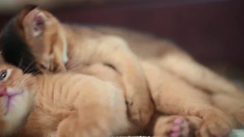 Ginger little kitten attacks another kitten Stock Footage 141991185