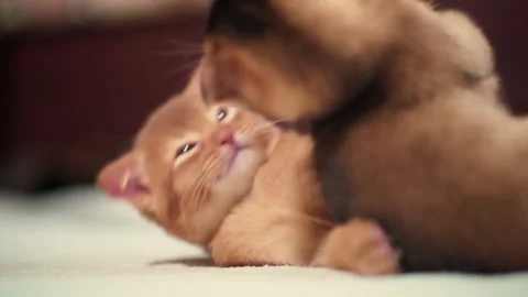 Ginger little kitten playing with another sleepy kitten Stock Footage 141991192
