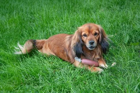 Ginger long haired dog playing with a toy on green grass in a garden. Loyal.. Stock Photos
