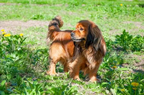 Ginger long haired dog standing in green grass with dandelions. Sunny sprin.. Stock Photos