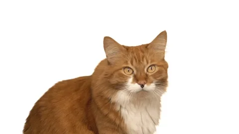 Ginger looks on white background Stock Footage 164034588