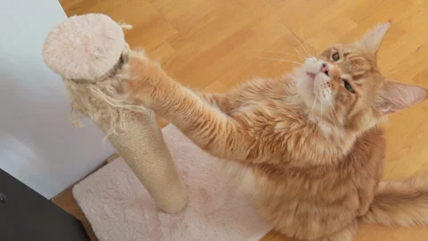 A ginger Maine Coon cat scratching his scratching post. Stock Footage 327645284