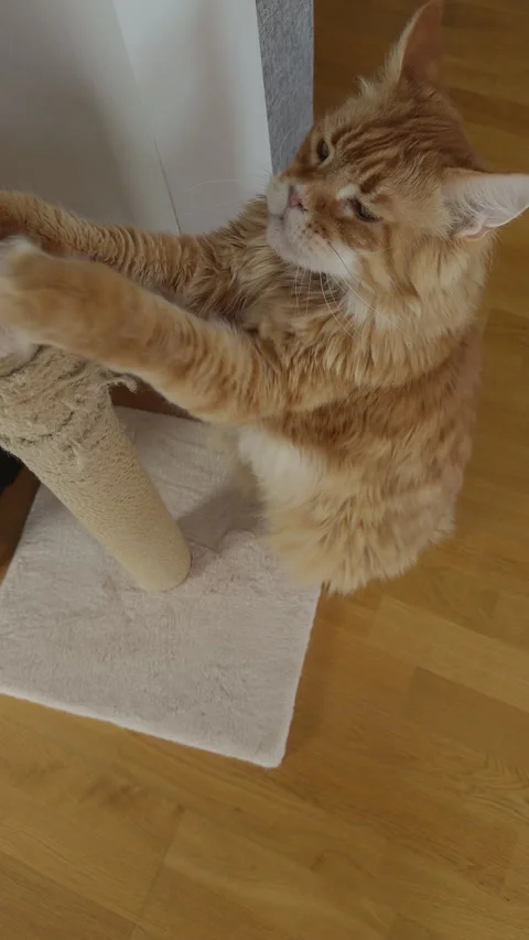 A ginger Maine Coon cat scratching his scratching post indoors. Stock Footage 332608573