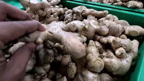 Ginger on the market stall hand is choosing right one Stock Footage 345338967
