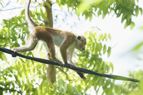 Ginger Monkey Climbs on Wire Stockfoto's