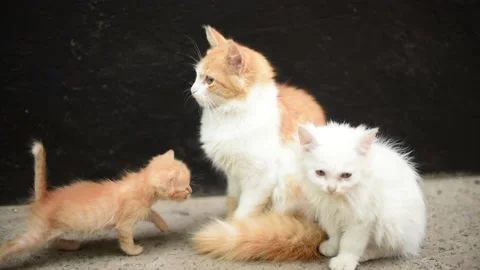 Ginger mother cat pets her newborn kittens outdoors, fluffy cute kittens Stock Footage 203958356