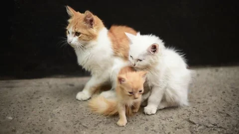 Ginger mother cat pets her newborn kittens outdoors, fluffy cute kittens Stock Footage 223020488